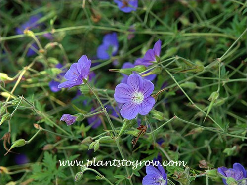 A close up of the flowers